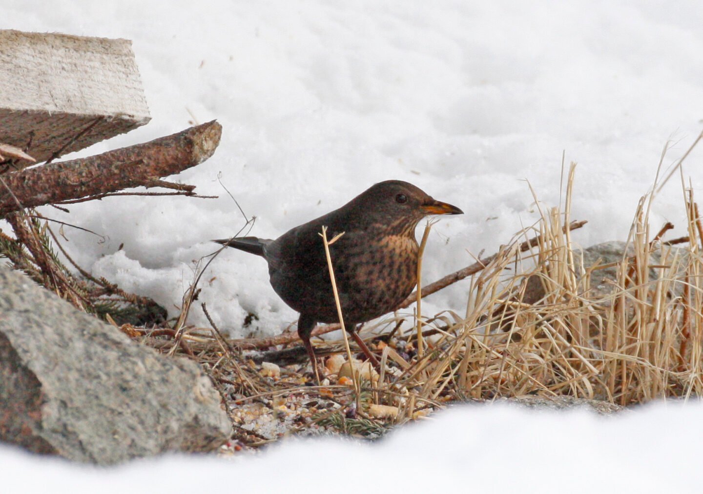 A Eurasian blackbird on the snow in Labrador