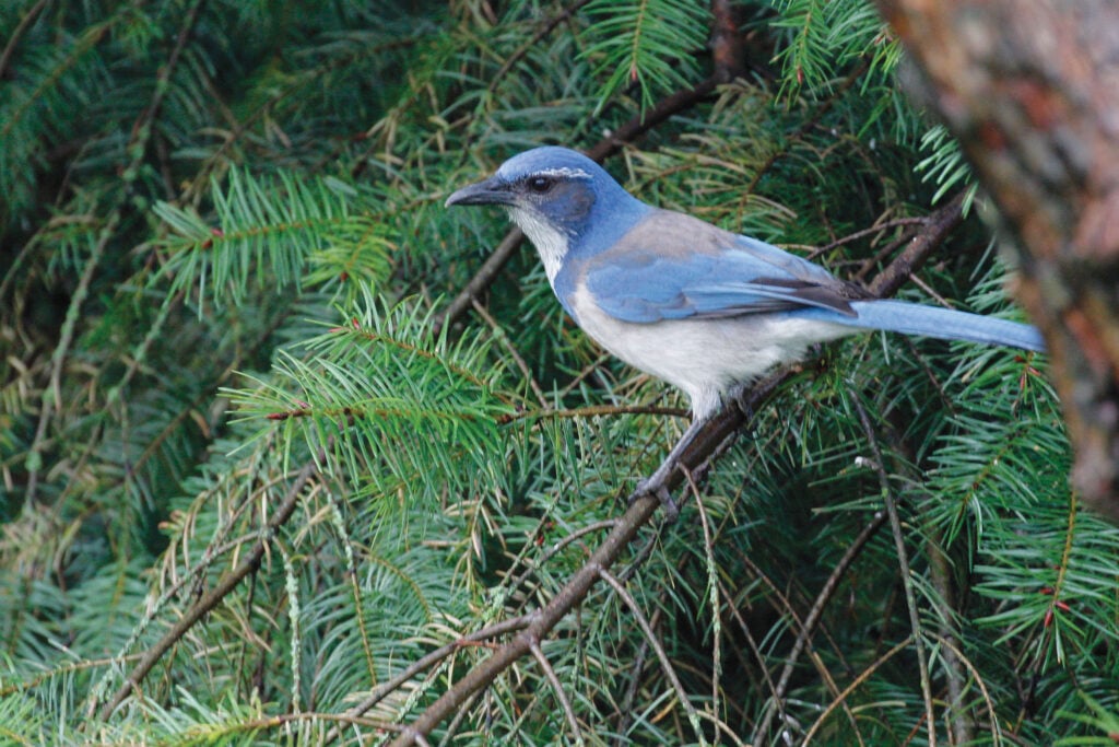 A California scrub jay in a tree