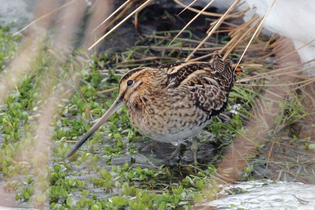 A photo of a Eurasian common snipe