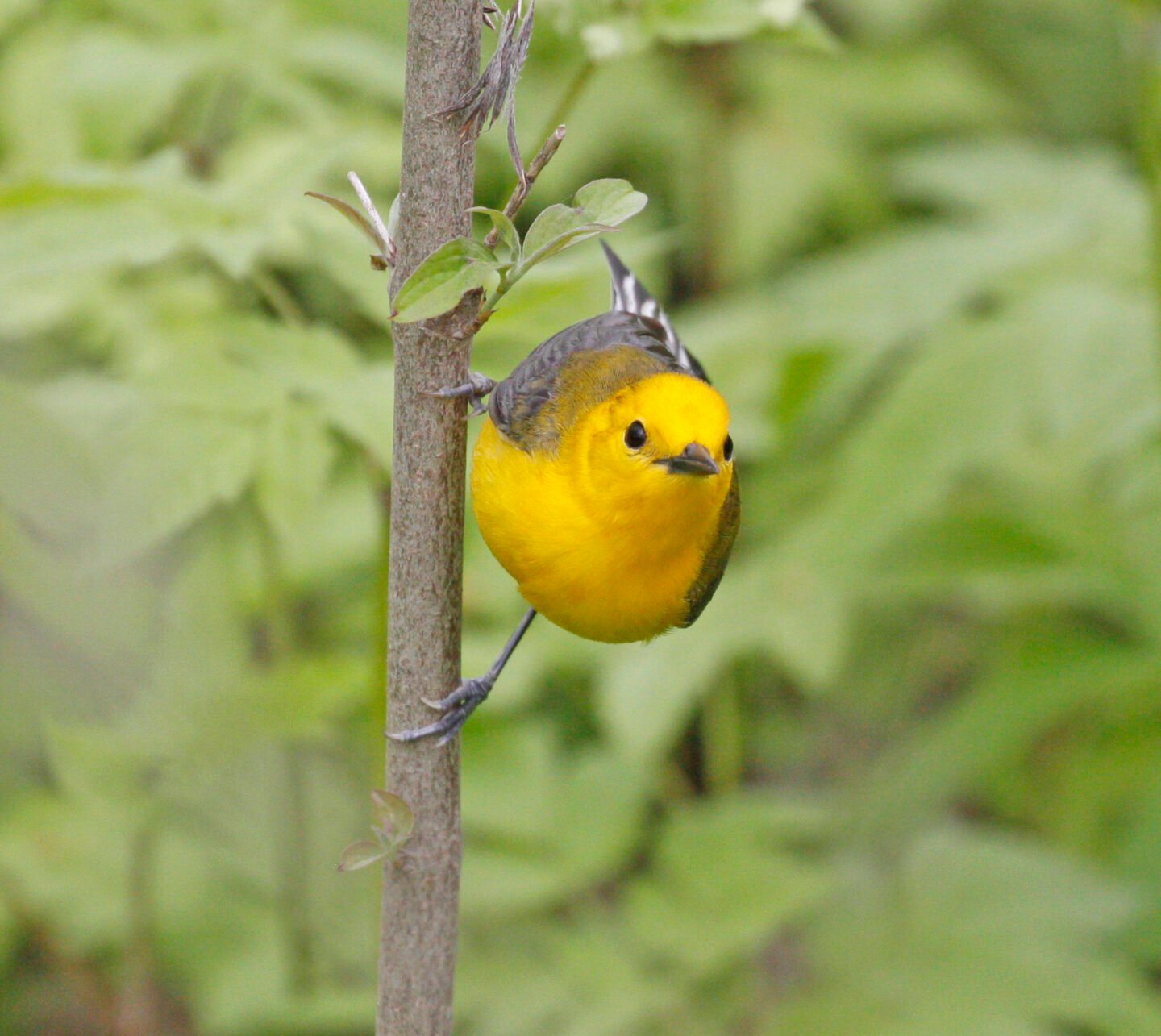 a prothonotary warbler in a tree
