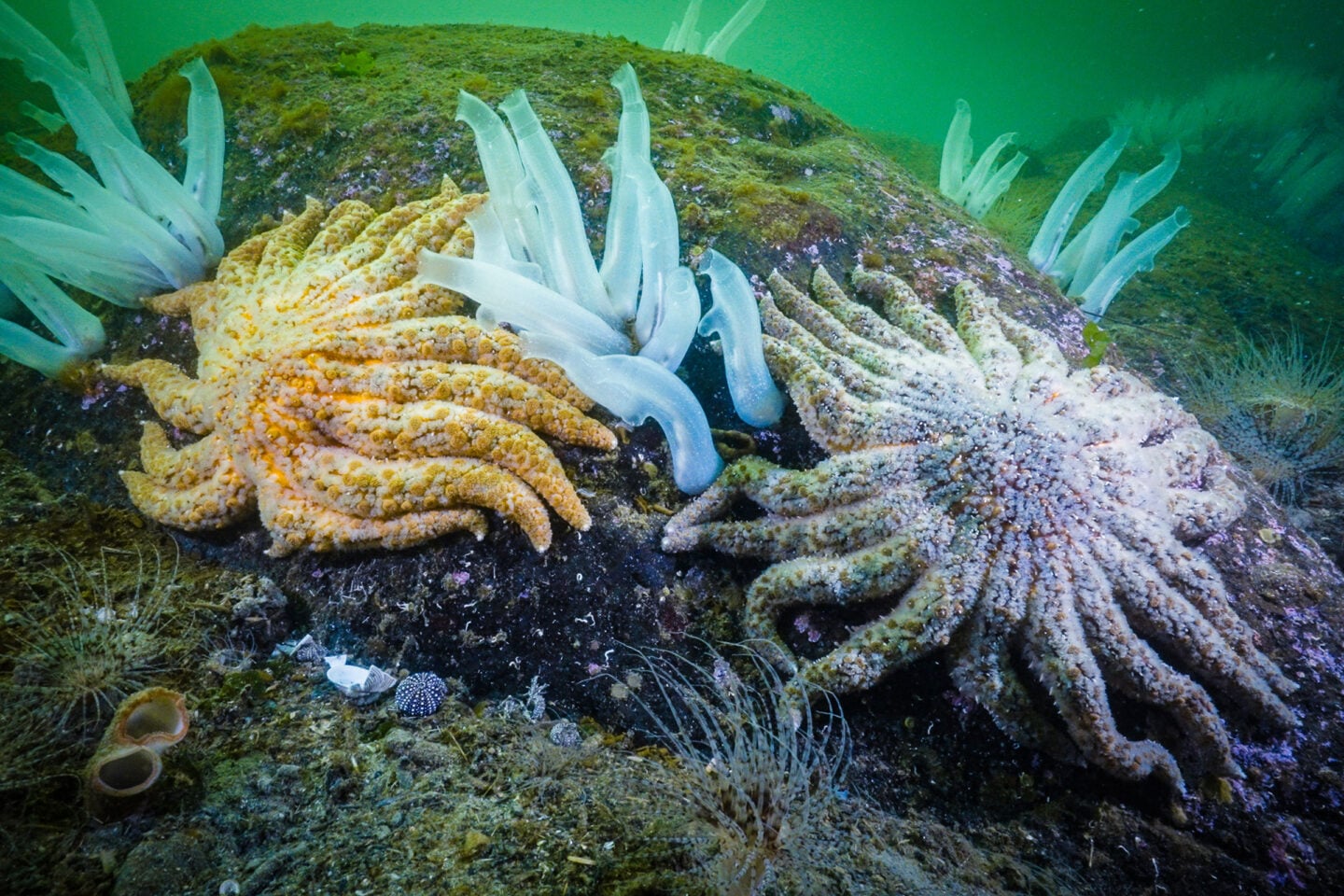Unmasking the sea star killer | Canadian Geographic