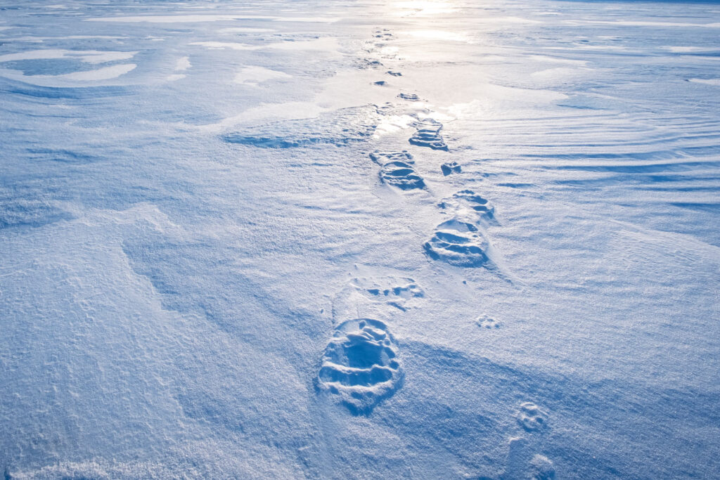 bear prints pad through sunlight-glittering snow