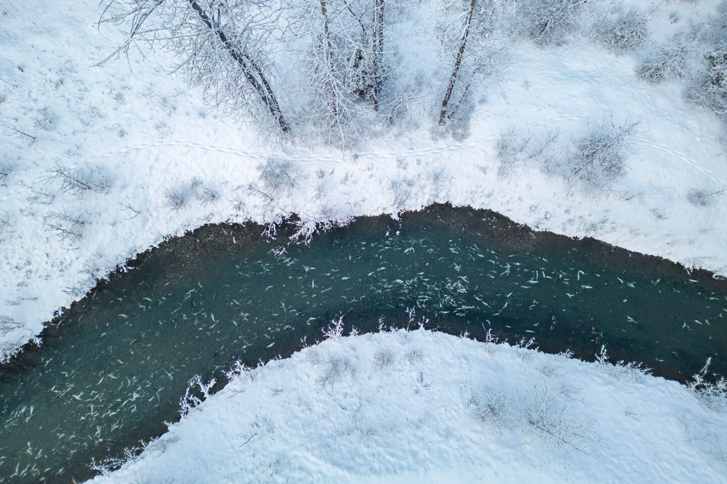a river winds through a snowy landscape. the river is filled with fish and there are bear tracks on its upper bank.