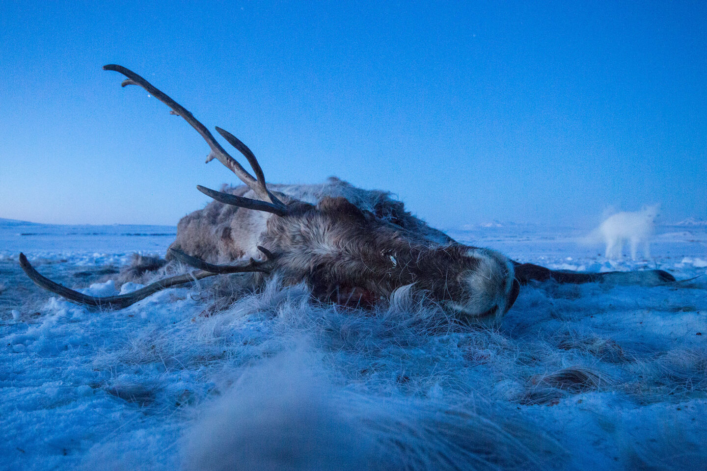 A ghostly blurry arctic fox appears in the background with the body of a caribou in the snowy foreground.