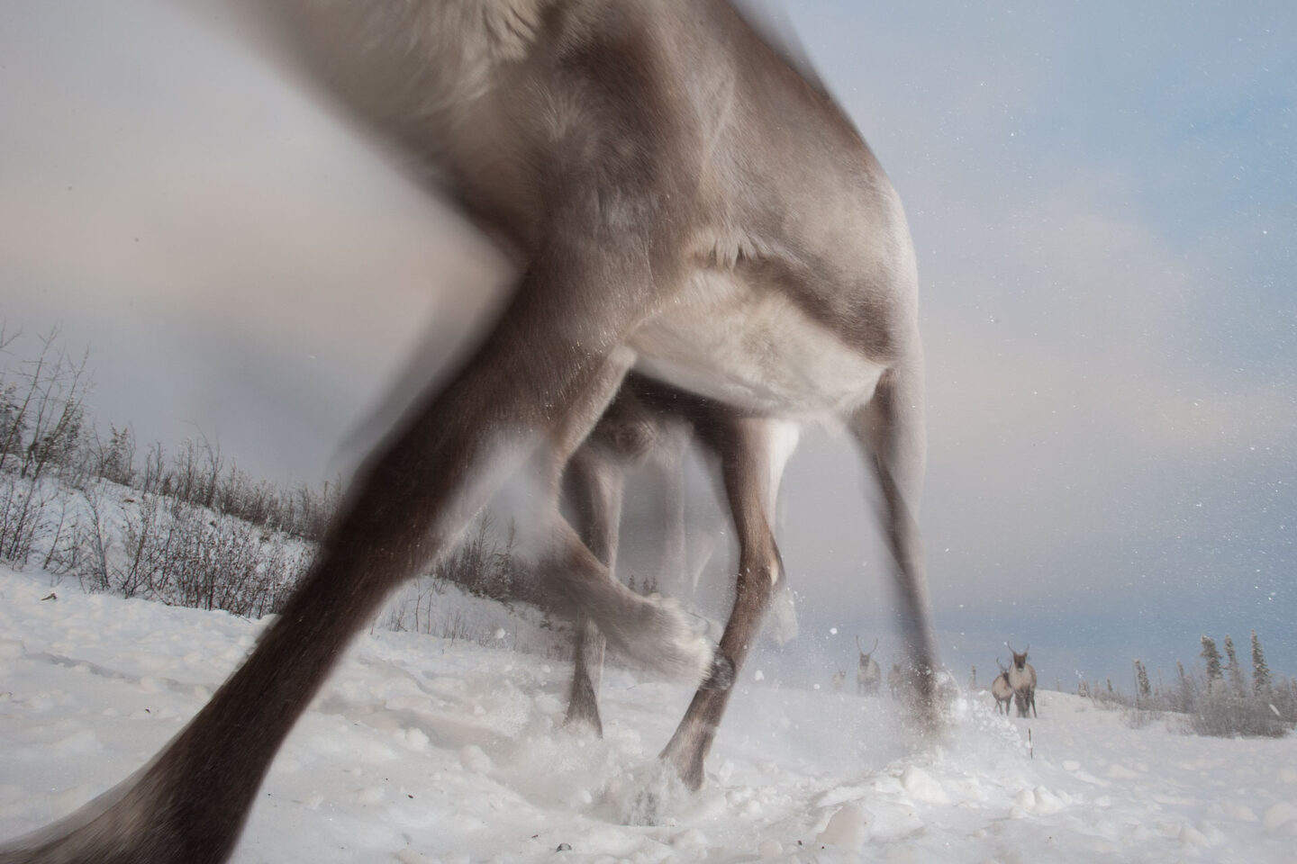 a ghostly set of legs approach the camera while a train of caribou follows in the background against a cloud smudged sky