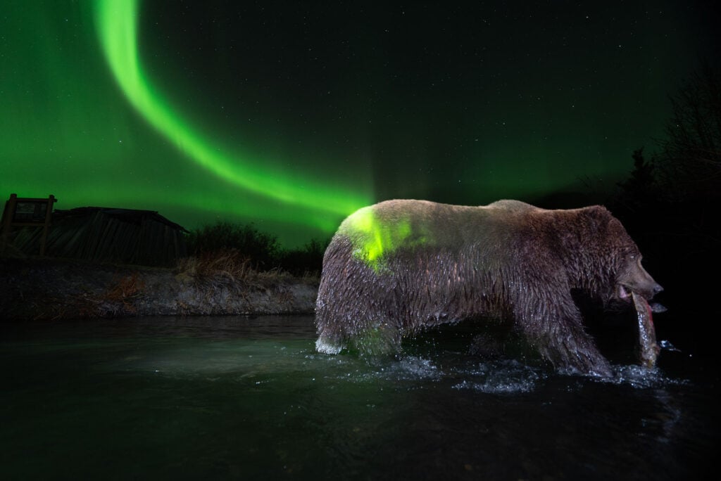 a grizzly bear catches a salmon at night under glowing swirling northern lights