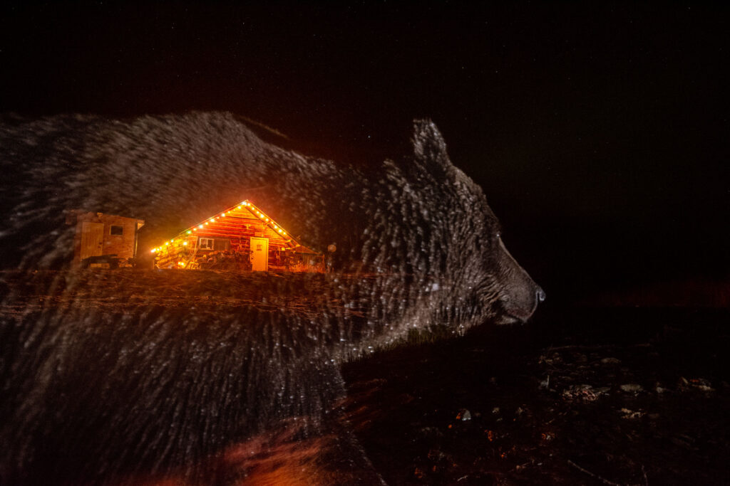 A bear walks past a glowing house in the darkness.