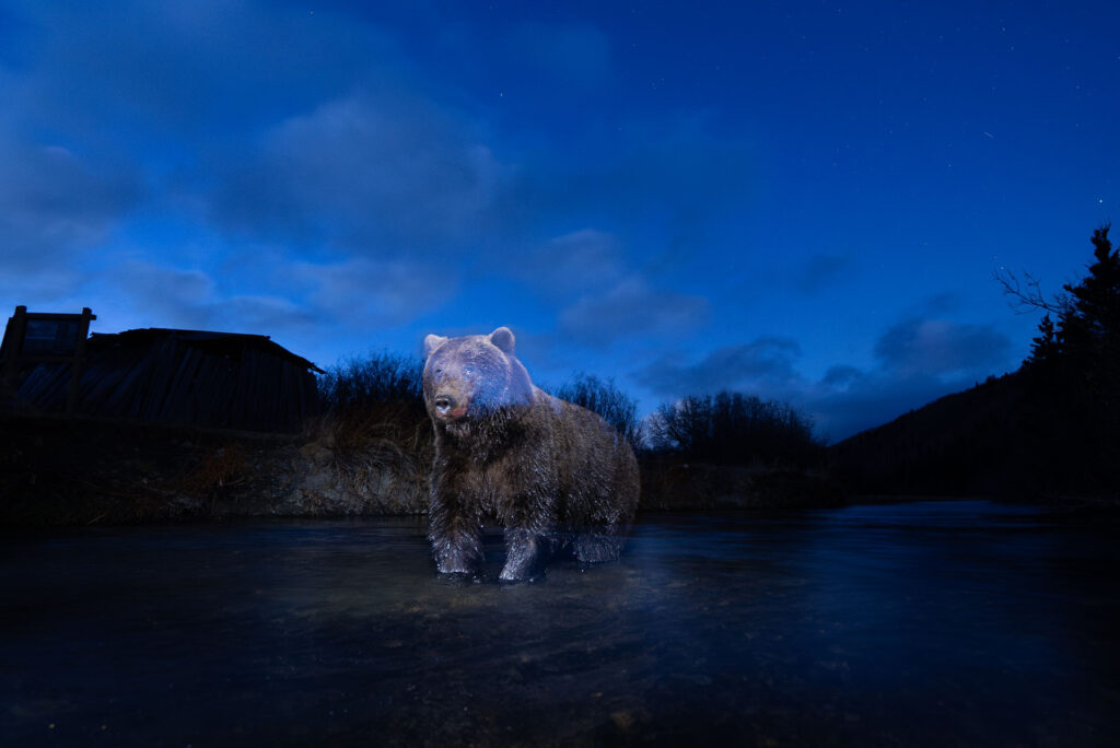 a glowing grizzly appears from the darkness