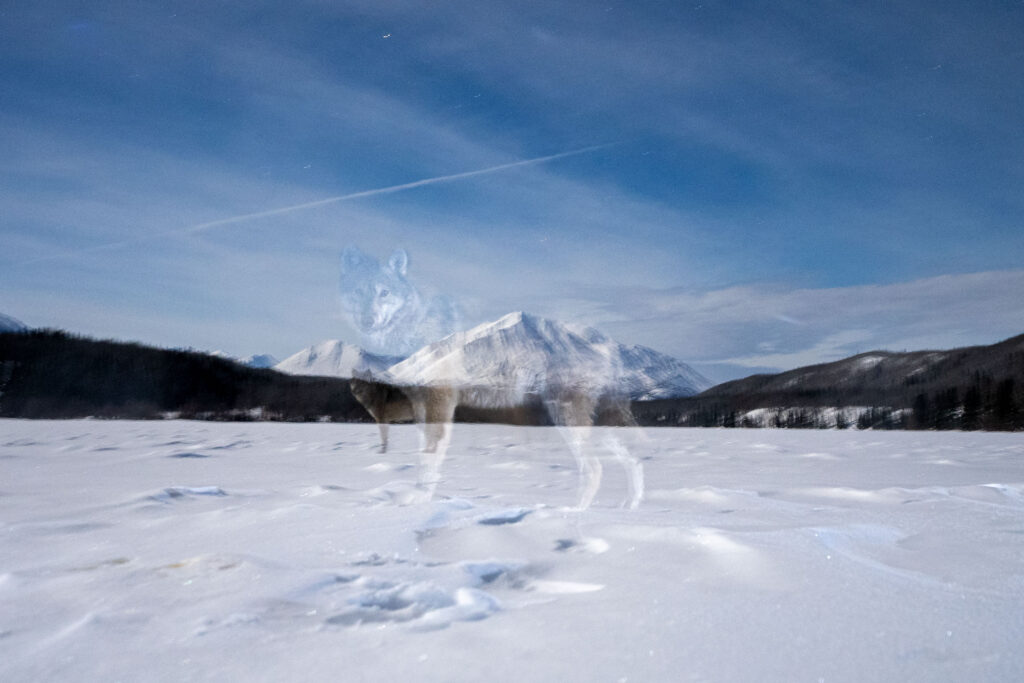 a wolf stands translucently in the foreground while another individual stands behind it. The mountains in the background are a little blurry under a moonlit sky.