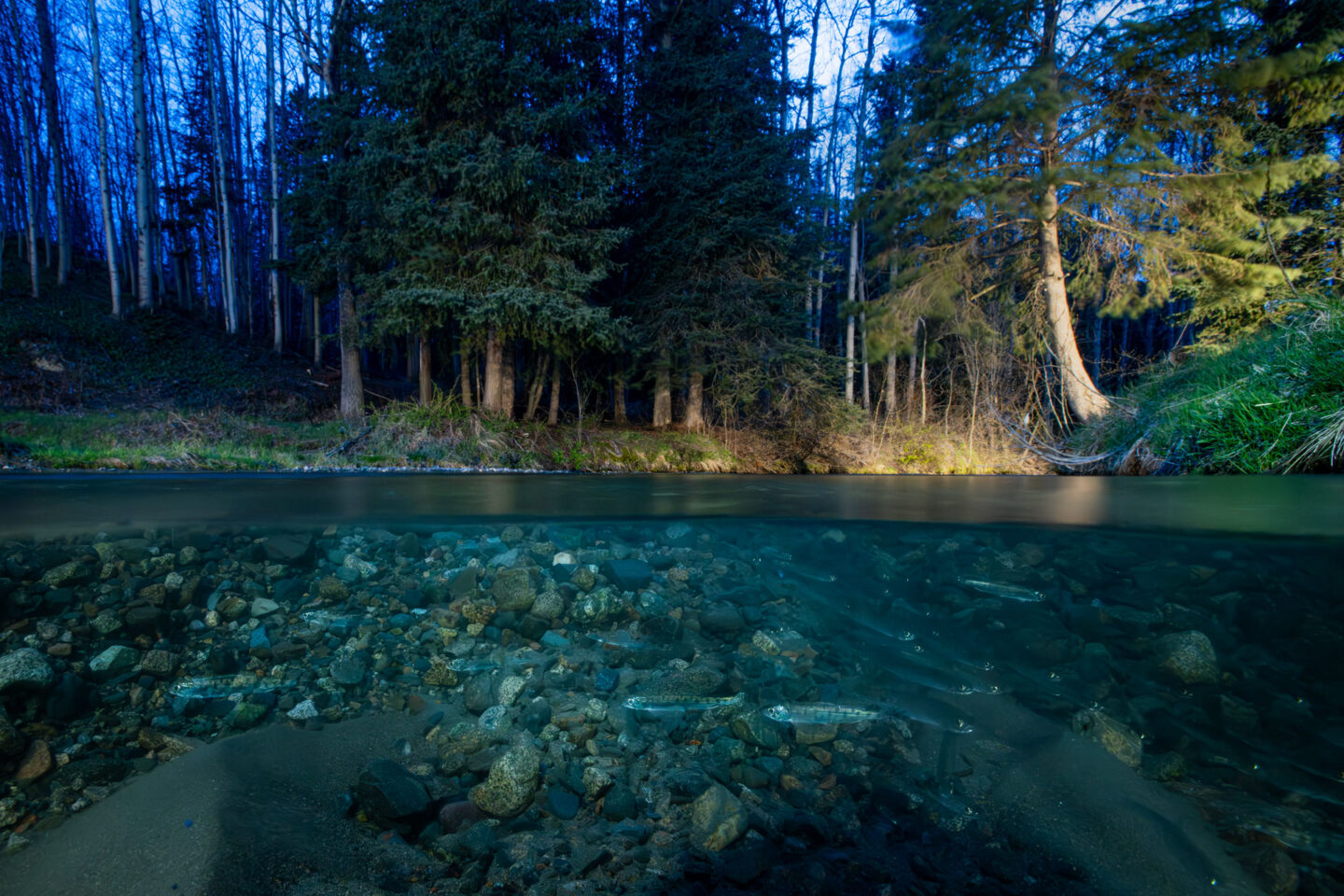a river full of fish, shot from underneath the water. above is still and dark