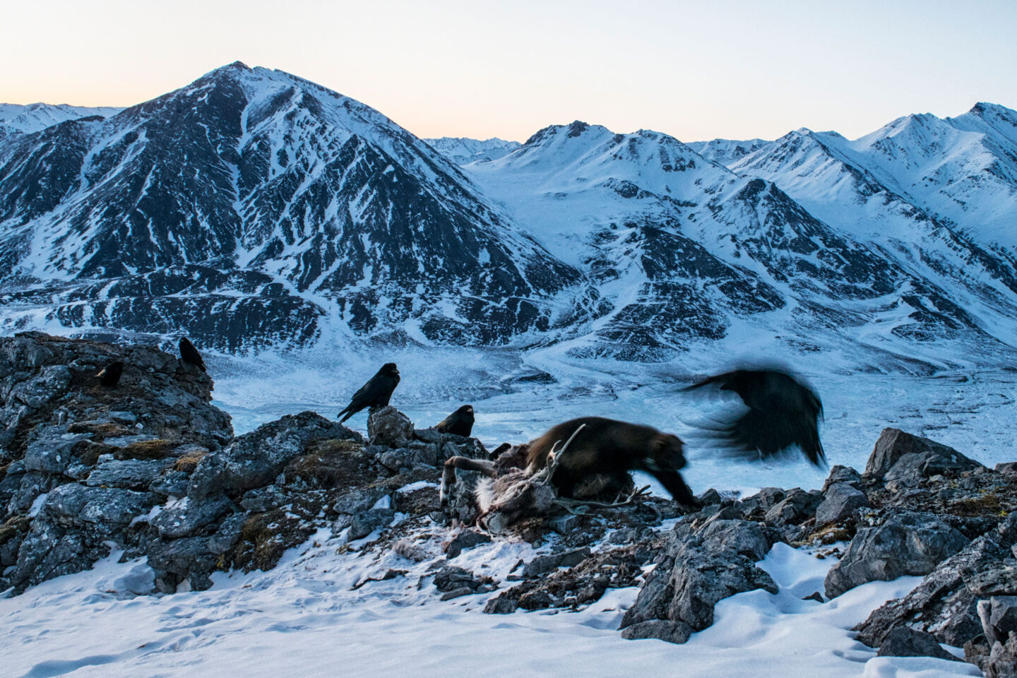 in a rocky mountainscape, a wolverine lumbers at a raven which is blurry in flight