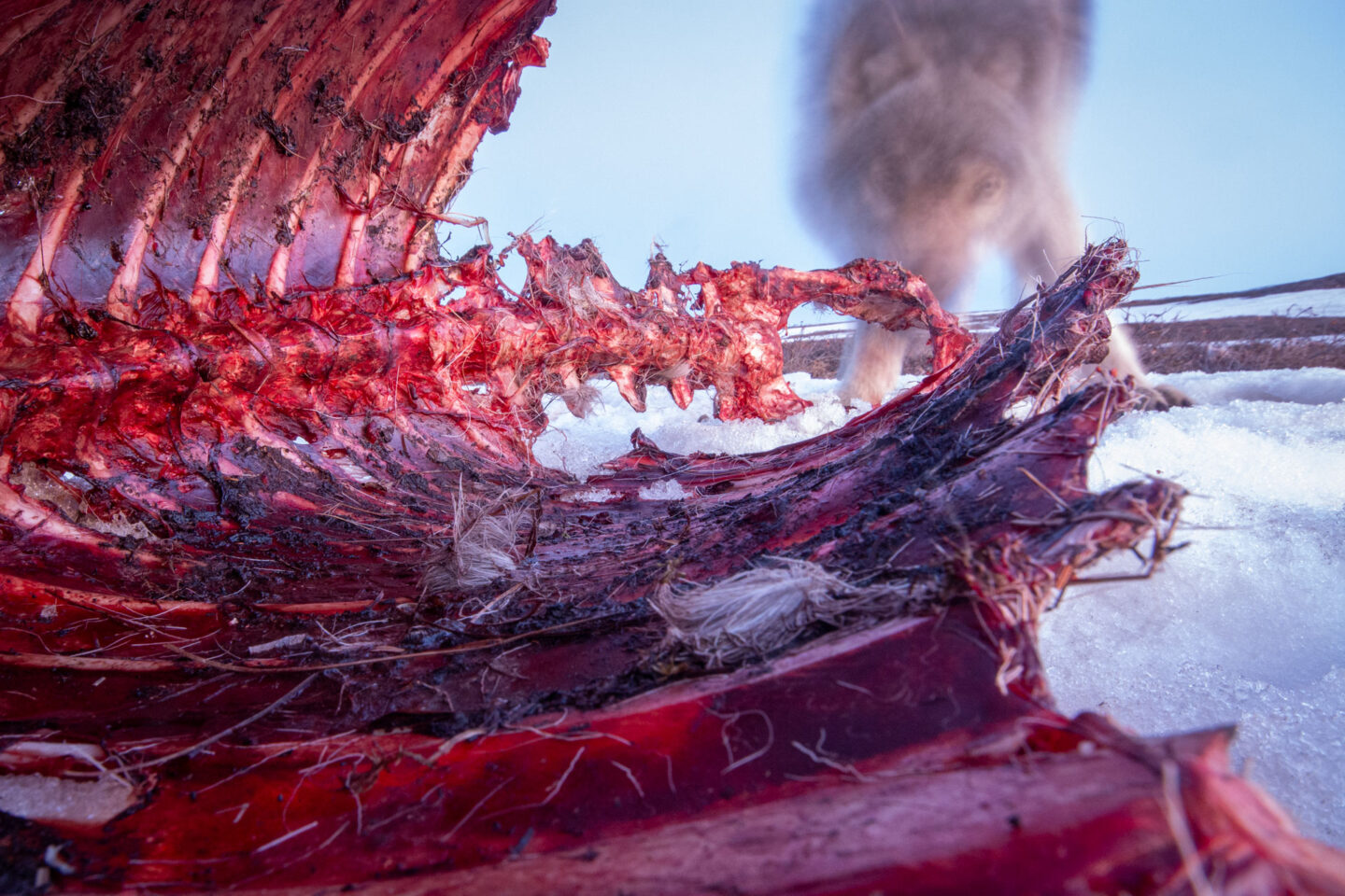 a red ribcage and vertebrae take up most of the photo while a blurry wolf descends on the carcass in the back