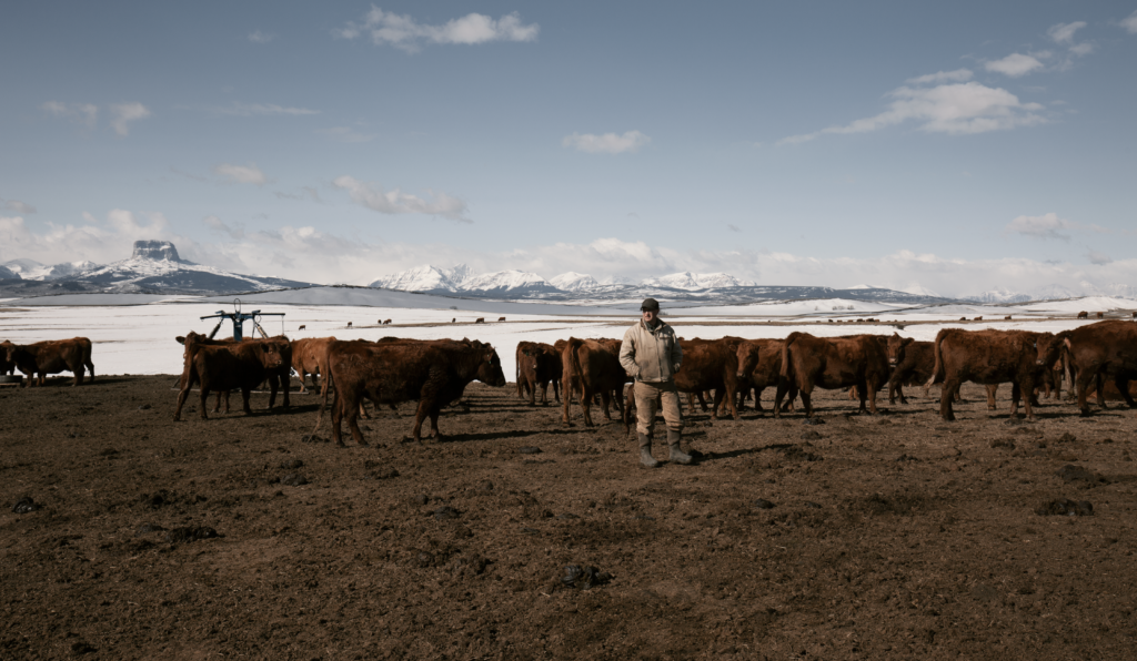 A man stands among a herd of brown cows with mountains visible in the distance.