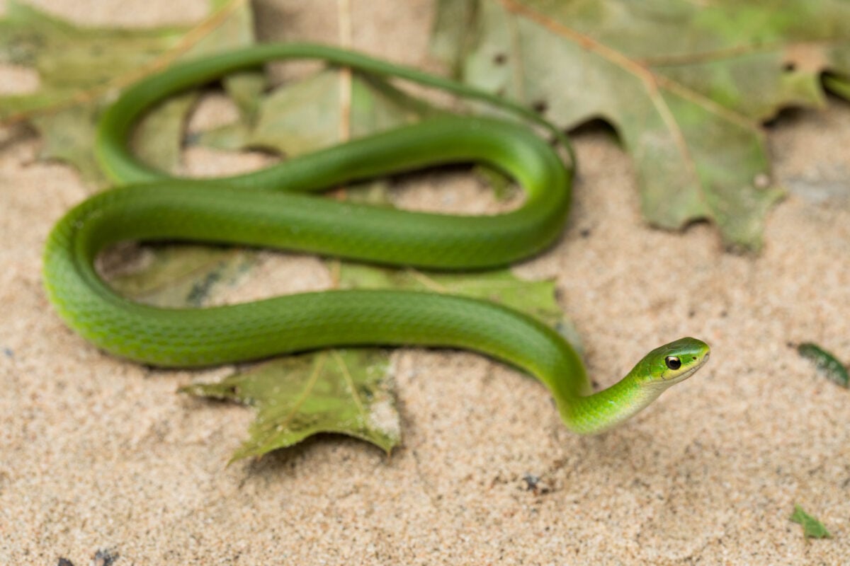 Are smooth greensnakes really as rare as they seem to be — or just crazy hard to find?