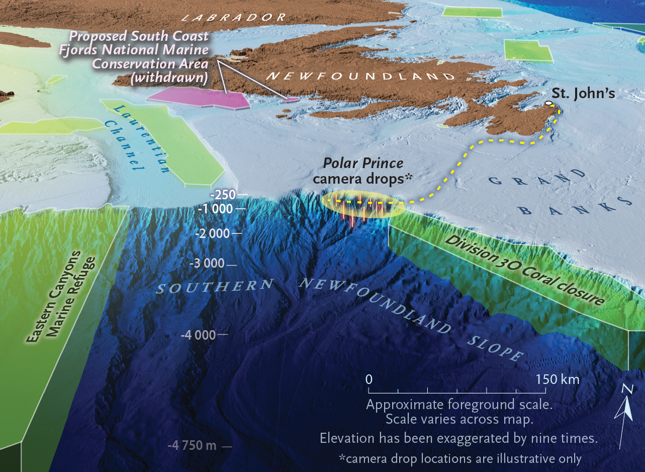 “It’s almost like a treasure hunt:” investigating deepsea corals off ...