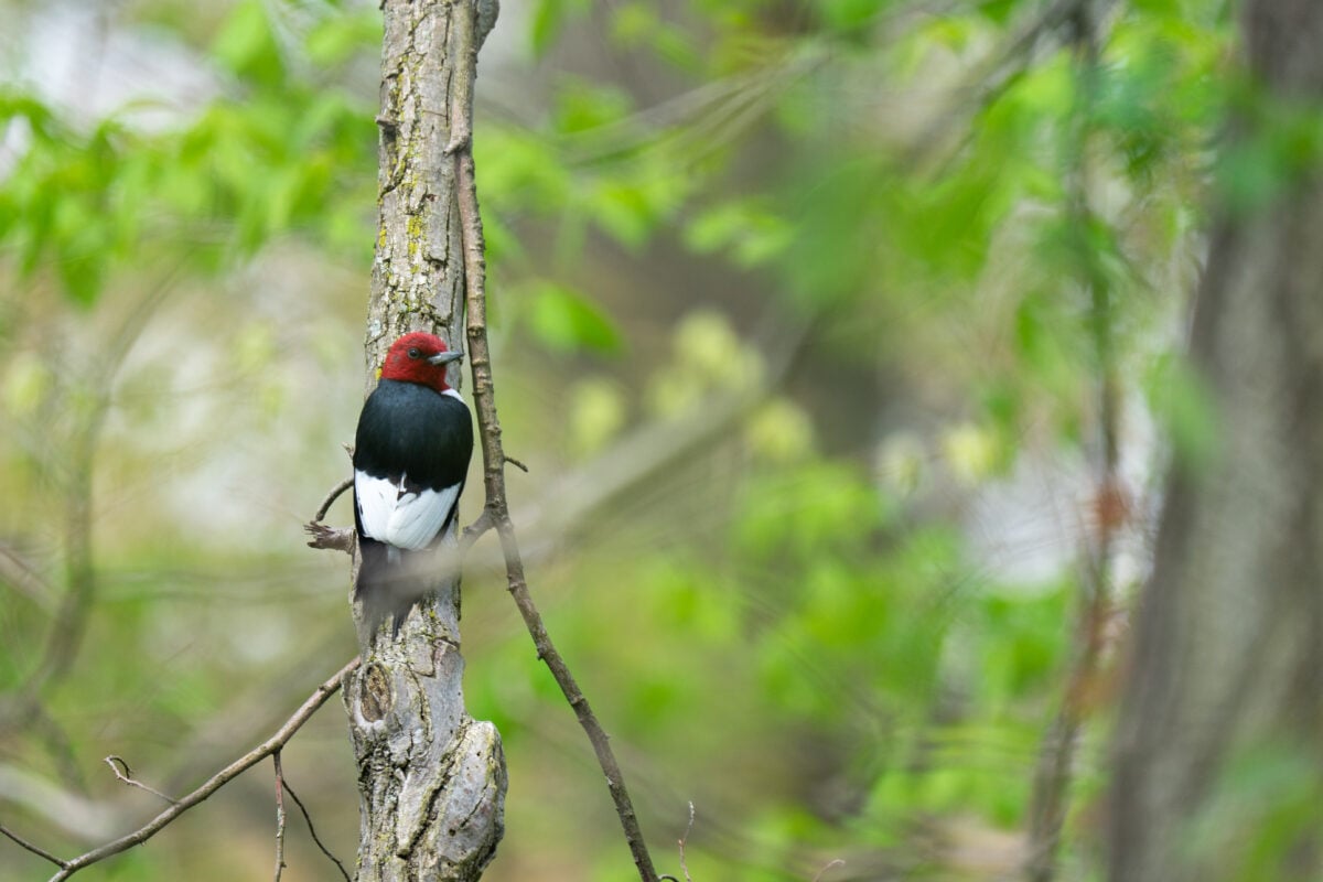 Every bird counted on Point Pelee, Ont. in one year