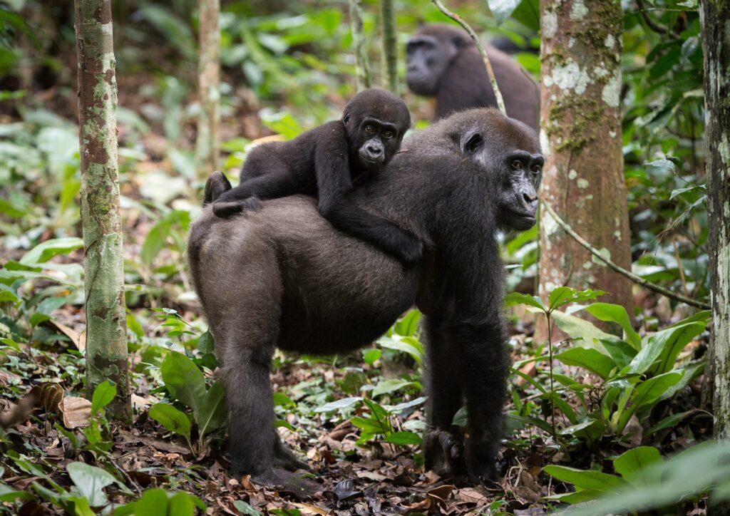 Gorilla tracking in the Ngaga area of Odzala-Kokoua National Park. (Photo: Andrew Howard/Kamba Africa)