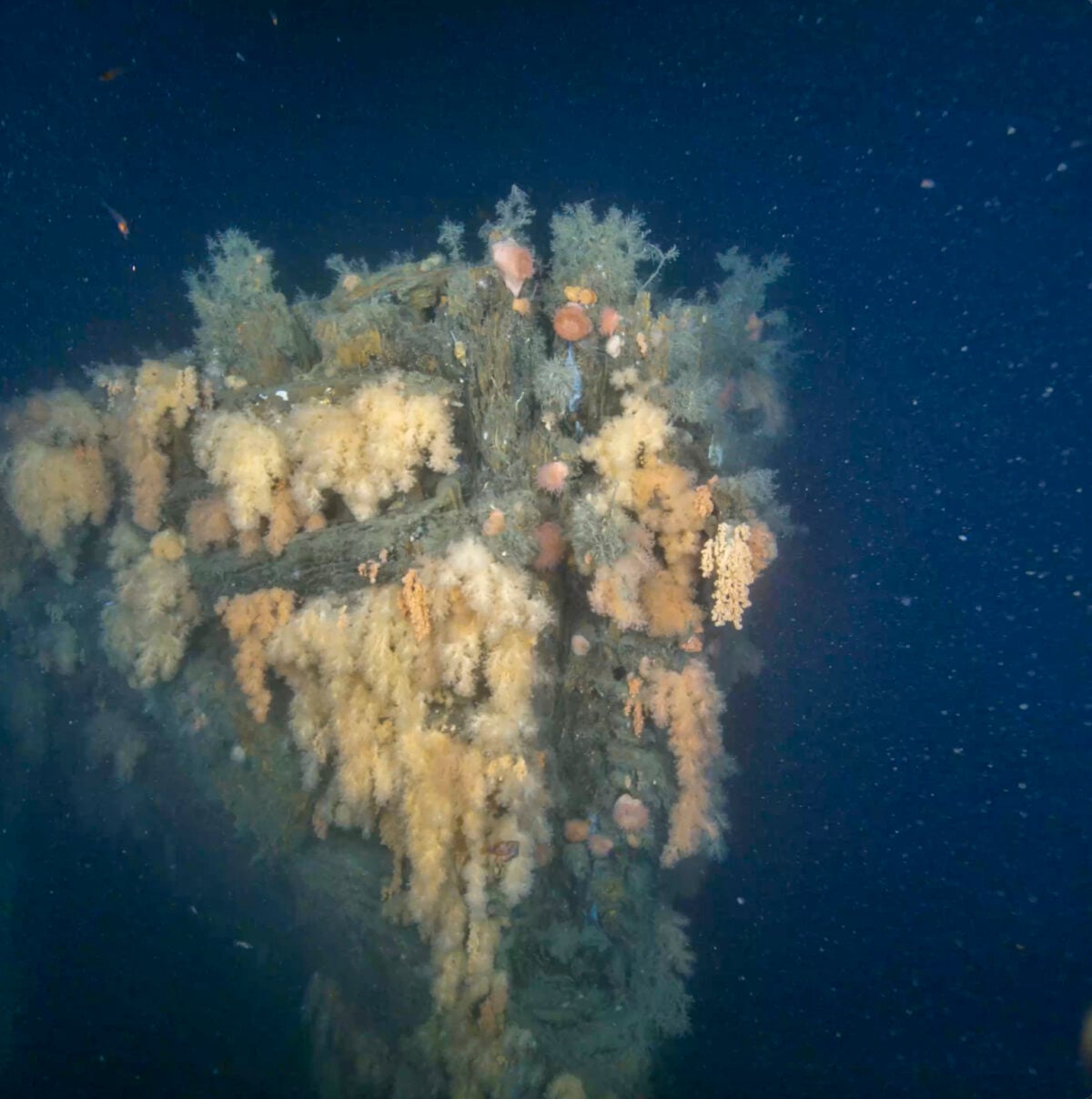 First images of Quest wreck reveal Shackleton’s last ship draped with abandoned fishing nets, bursting with life