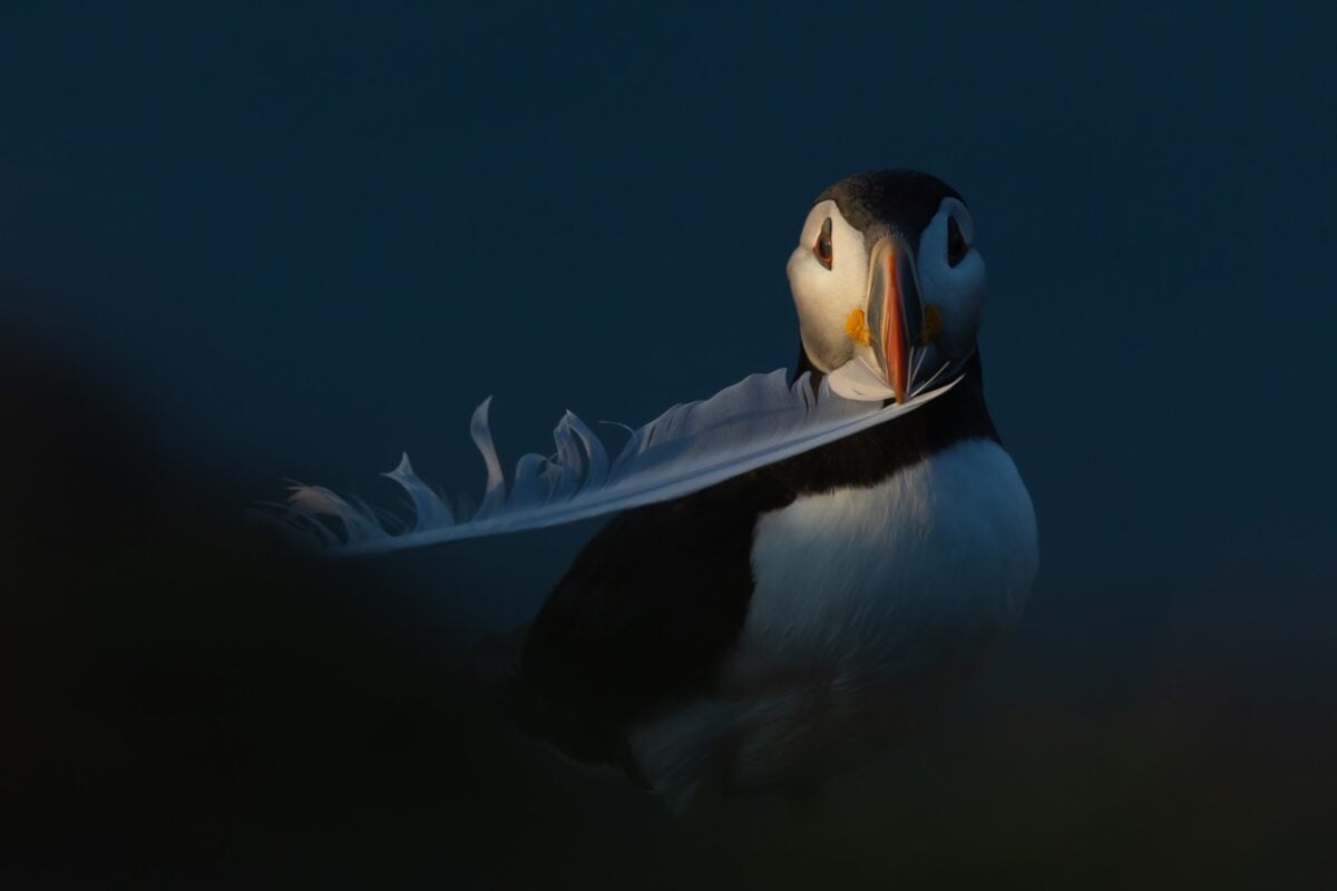 Announcing the winners of the 2026 Canadian Wildlife Photography of the Year competition