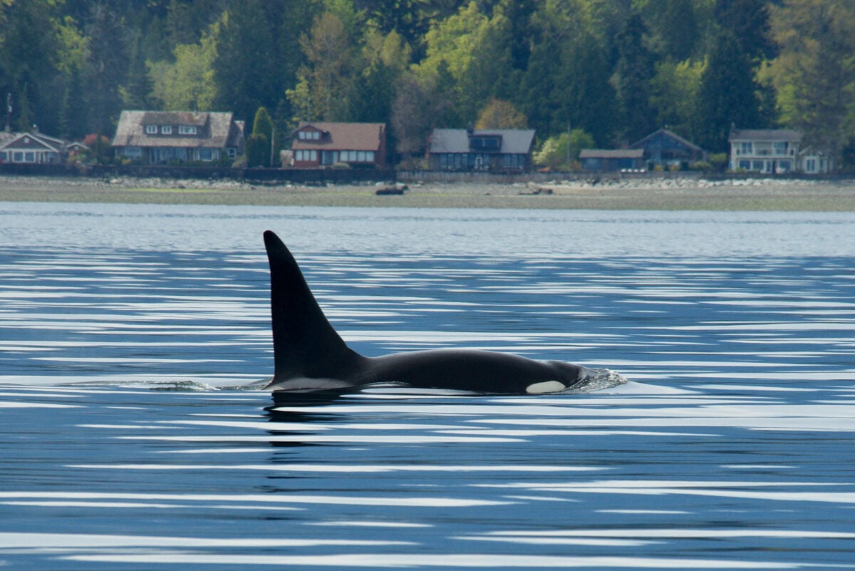 Nanaimoページ The Essential Itinerary: Nanaimo, B.C. | Canadian Geographic