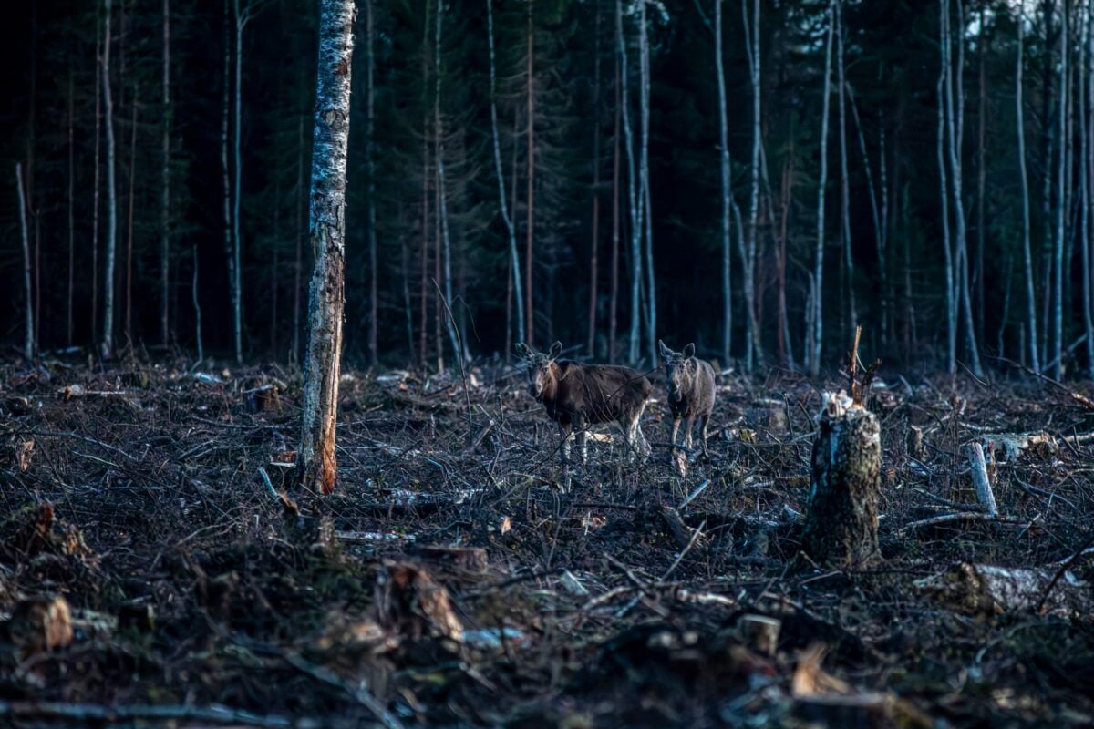 Traditional Ecological Knowledge Elders say “glyphosate kills all”